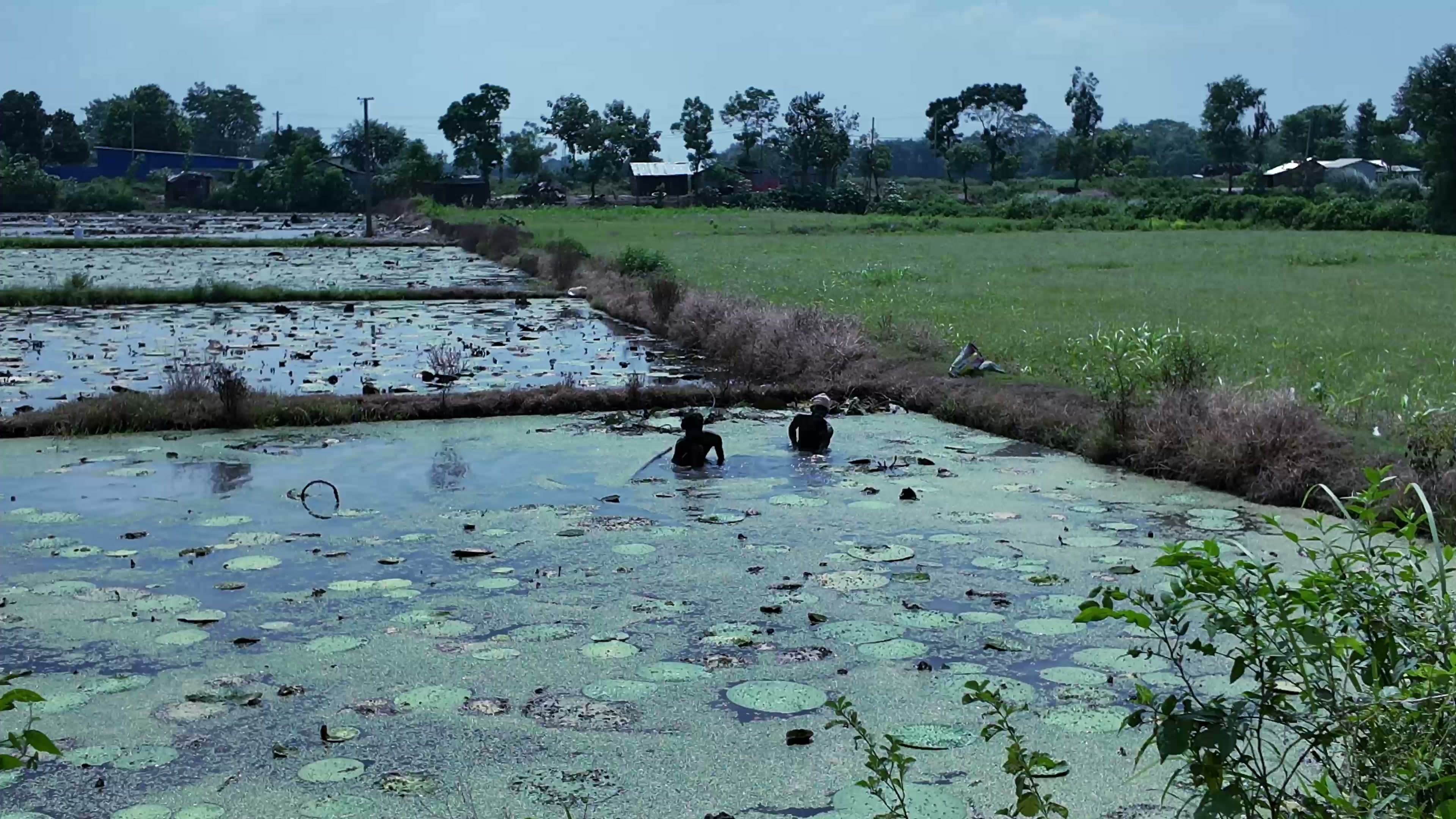 Cinematic Wetland Harvest & Processing